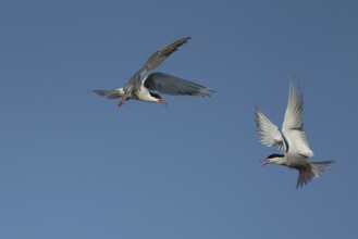 Common tern (Sterna hirundo) two adult birds fighting in flight in summer, RSPB Minsmere nature