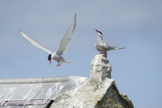 Arctic tern (Sterna paradisaea) two adult birds during a courtship display as one bird offers a