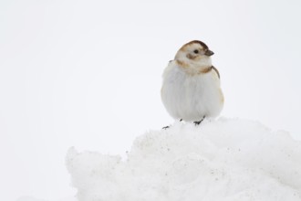 Snow bunting (Plectrophenax nivalis) adult bird on snow in winter, Scotland, United Kingdom