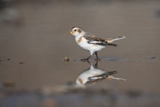 Snow bunting (Plectrophenax nivalis) adult bird in a shallow puddle on a beach in winter, Norfolk,