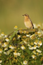 Northern wheatear (Oenanthe oenanthe) adult bird perched on a post, RSPB Havergate island nature