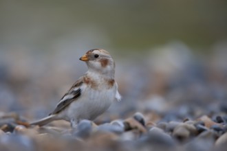 Snow bunting (Plectrophenax nivalis) adult bird on a shingle beach in winter, Norfolk, England,