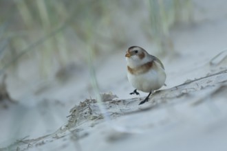 Snow bunting (Plectrophenax nivalis) adult bird on a beach in winter, Norfolk, England, United