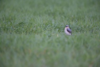 Northern wheatear (Oenanthe oenanthe) adult male bird in a farmland cereal field in spring,