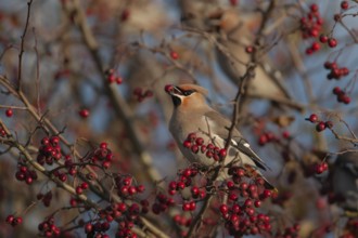 Waxwing (Bombycilla garrulus) adult bird feeding on a Hawthorn tree berry in a hedgerow in autumn,