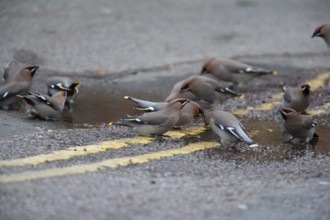 Waxwing (Bombycilla garrulus) adult birds drinking rain water in a puddle on a road, Bedfordshire,