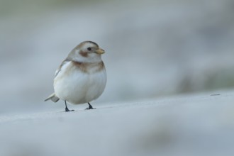 Snow bunting (Plectrophenax nivalis) adult bird feeding on a beach in winter, Norfolk, England,