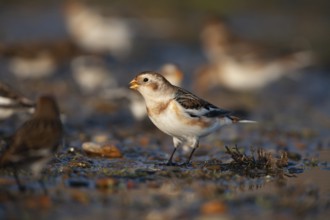 Snow bunting (Plectrophenax nivalis) adult bird feeding with a flock on a shingle beach in winter,