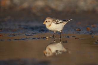 Snow bunting (Plectrophenax nivalis) adult bird at a shallow puddle on a beach in winter, Norfolk,