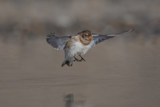 Snow bunting (Plectrophenax nivalis) adult bird in flight over a shallow puddle on a beach in