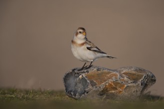 Snow bunting (Plectrophenax nivalis) adult bird on a rock on a beach in winter, Norfolk, England,