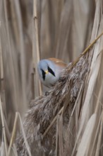 Bearded tit or reedling (Panurus biarmicus) adult male bird feeding on a reed seedhead in a reedbed