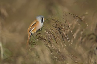 Bearded tit or reedling (Panurus biarmicus) adult male bird on a reed flower head in a reedbed in