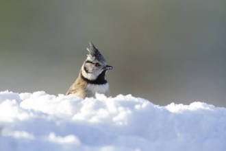 Crested tit (Lophophanes cristatus) adult bird in snow in winter, Scotland, United Kingdom