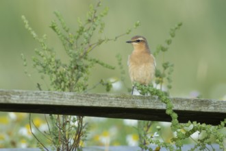 Northern wheatear (Oenanthe oenanthe) adult bird perched on an old fence post, RSPB Havergate