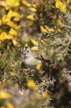 Goldcrest (Regulus regulus) adult bird in a flowering Gorse bush, Suffolk, England, United Kingdom
