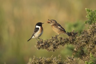 European stonechat (Saxicola rubicola) juvenile bird feeding on a moth being watched by a male bird