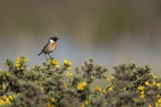 European stonechat (Saxicola rubicola) adult male bird on a gorse bush in summer, Suffolk, England,