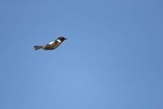 European stonechat (Saxicola rubicola) adult male bird in flight in summer, Suffolk, England,