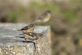 European stonechat (Saxicola rubicola) juvenile birds on a concrete block in summer, Suffolk,