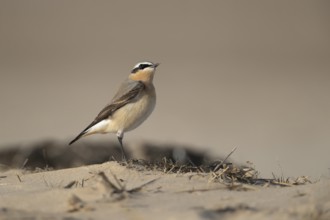 Northern wheatear (Oenanthe oenanthe) adult male bird on a beach in spring, RSPB Titchwell nature