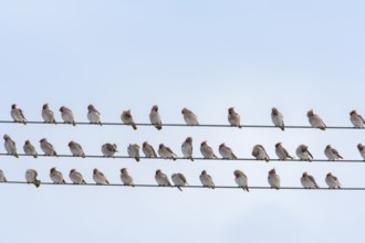 Waxwing (Bombycilla garrulus) adult birds in a flock on telegraph wires in winter, England, United