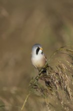 Bearded tit or reedling (Panurus biarmicus) adult male bird on a reed flower head, RSPB Strumpshaw