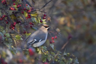 Waxwing (Bombycilla garrulus) adult bird in an autumn Hawthorn bush, Norfolk, England, United