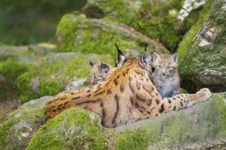 Eurasian lynx (Lynx lynx) mother with her youngsters (cubs) lying on a rock in a forest, Bavaria,