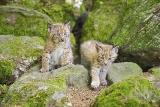 Eurasian lynx (Lynx lynx) youngsters (cubs) on a rock in a forest, Bavaria, Germany