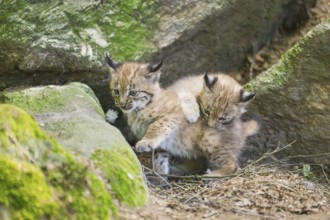 Eurasian lynx (Lynx lynx) mother with her youngsters (cubs) playing between rocks with each other