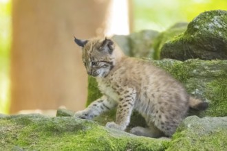 Eurasian lynx (Lynx lynx) youngster (cub) on a rock in a forest, Bavaria, Germany
