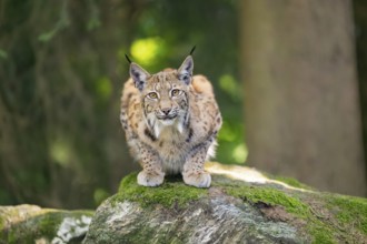 Eurasian lynx (Lynx lynx) lying on a rock in a forest, Bavaria, Germany