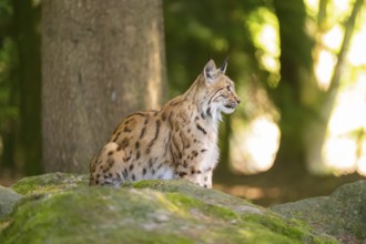 Eurasian lynx (Lynx lynx) sitting on a rock in a forest, Bavaria, Germany