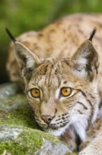 Eurasian lynx (Lynx lynx) lying on a rock in a forest, portrait, Bavaria, Germany