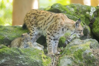 Eurasian lynx (Lynx lynx) mother with her youngsters (cubs) standing on a rock in a forest,