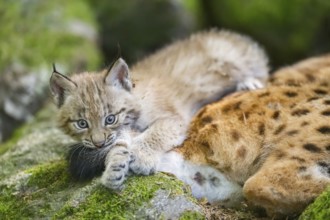 Eurasian lynx (Lynx lynx) youngster (cub) playing with the tail of its mother in a forest, Bavaria,