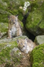 Eurasian lynx (Lynx lynx) youngsters (cubs) on a rock in a forest, Bavaria, Germany