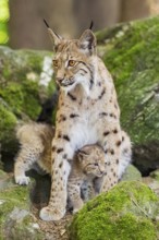Eurasian lynx (Lynx lynx) mother with her youngsters (cubs) sitting on a rock in a forest, Bavaria,