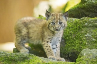 Eurasian lynx (Lynx lynx) youngster (cub) walking on rocks in a forest, Bavaria, Germany