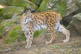 Eurasian lynx (Lynx lynx) standing in a forest, Bavaria, Germany