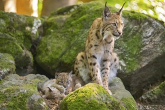 Eurasian lynx (Lynx lynx) mother with her youngsters (cubs) sitting on a rock in a forest, Bavaria,