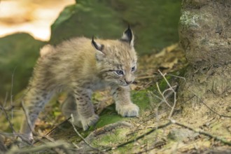 Eurasian lynx (Lynx lynx) youngster (cub) walking in a forest, Bavaria, Germany