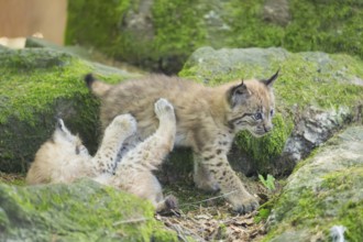 Eurasian lynx (Lynx lynx) youngsters (cubs) playing with each other in a forest, Bavaria, Germany