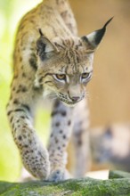 Eurasian lynx (Lynx lynx) walking on a rock in a forest, Bavaria, Germany