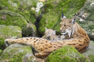 Eurasian lynx (Lynx lynx) mother with her youngsters (cubs) lying on a rock in a forest, Bavaria,