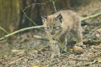 Eurasian lynx (Lynx lynx) youngster (cub) walking in a forest, Bavaria, Germany