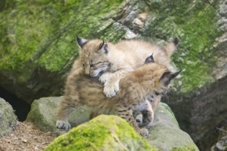 Eurasian lynx (Lynx lynx) mother with her youngsters (cubs) playing between rocks with each other
