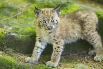 Eurasian lynx (Lynx lynx) youngster (cub) walking on rocks in a forest, Bavaria, Germany