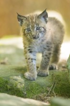 Eurasian lynx (Lynx lynx) youngster (cub) walking on rocks in a forest, Bavaria, Germany